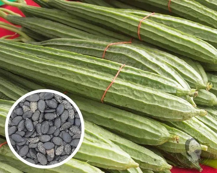 Premium Ridge Gourd Seeds